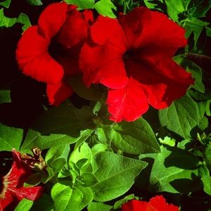 Meet your Posher, Alealexus